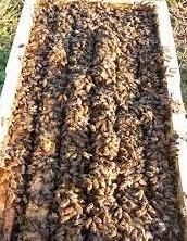 Sciami d'api