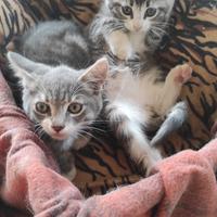 Gatto gattini grigi e bianchi