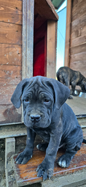 Cuccioli cane corso