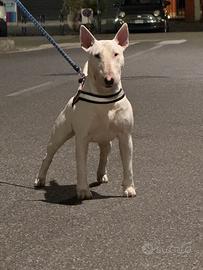 Bull-terrier inglese