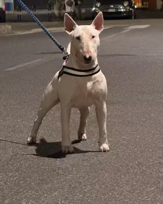 Bull-terrier inglese