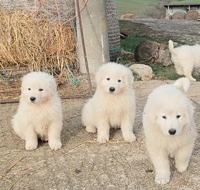 Pastore maremmano abruzzese