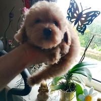 Barboncino toy femmina