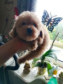 Barboncino toy femmina