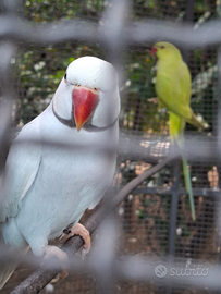 Parrocchetti allevati a mano