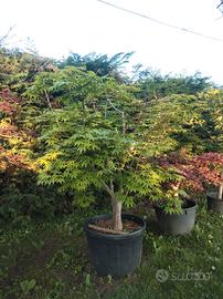 Acer osakazuki