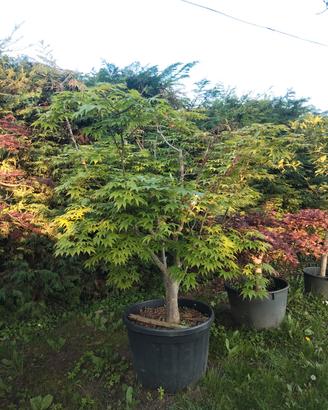 Acer osakazuki