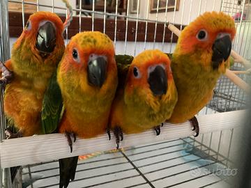 Conuri del sole allevati a mano