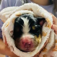 Cuccioli Bovaro del Bernese