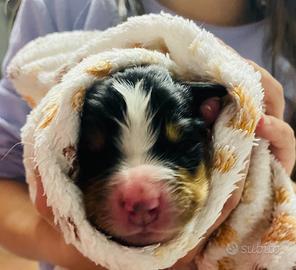 Cuccioli Bovaro del Bernese