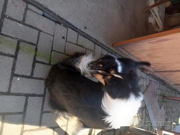 Pastore scozzese cucciole