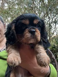 Ultime cucciole cavalier king