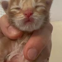 Maine coon cuccioli