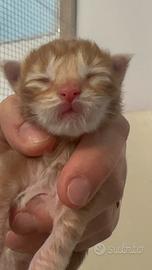 Maine coon cuccioli