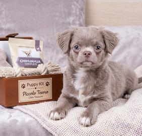 Cucciolo Chihuahuha pelo lungo lilac