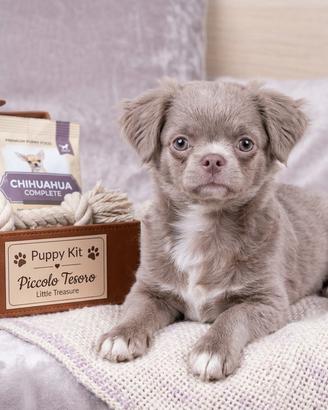 Cucciolo Chihuahuha pelo lungo lilac