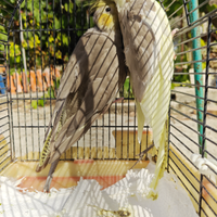 Coppia calopsite faccia pastello