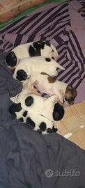 Cuccioli di Jack Chi