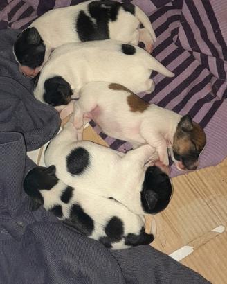 Cuccioli di Jack Chi