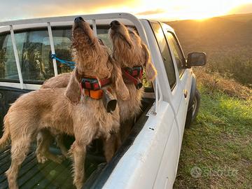 Segugio Italiano a pelo Forte