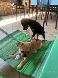 Chihuahua toy