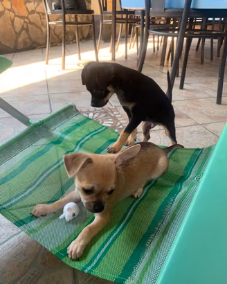 Chihuahua toy