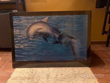 Poster delfini