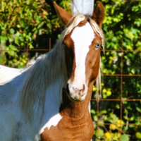 Puledro pezzato Paint occhi azzurri