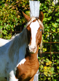 Puledro pezzato Paint occhi azzurri