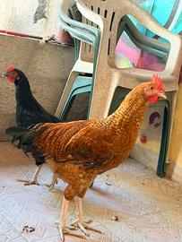 2 galli per una gallina
