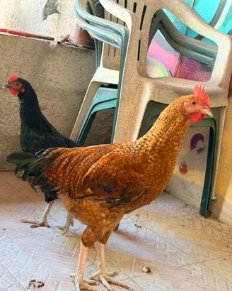 2 galli per una gallina