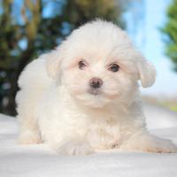 Cucciolo maschio di Maltese