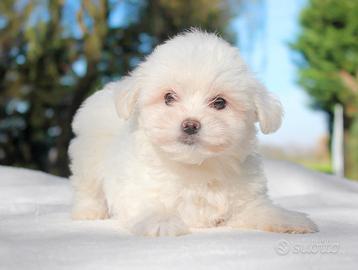 Cucciolo maschio di Maltese