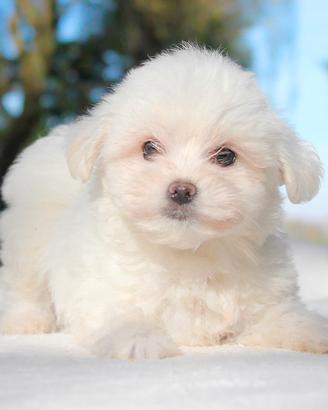 Cucciolo maschio di Maltese