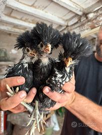 Galline padovane