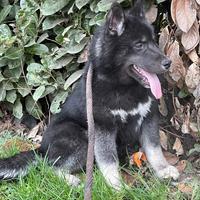 Siberian Husky Solid Black