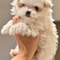 Maltesina coreana puro sangue mamma pedigree