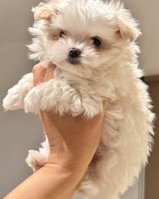 Maltesina coreana puro sangue mamma pedigree