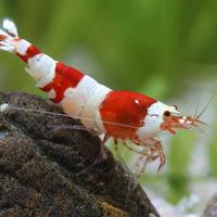 Caridina Crystal Red - Acqua dolce