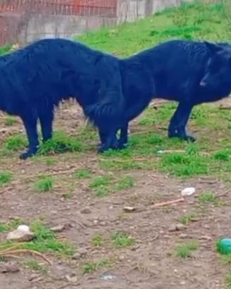 Cuccioli di pastore tedesco nero
