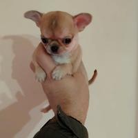 Cuccioli di chihuahua toy