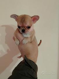 Cuccioli di chihuahua toy