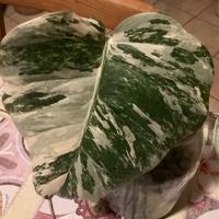 Monstera variegata