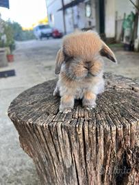 Coniglio mini lop