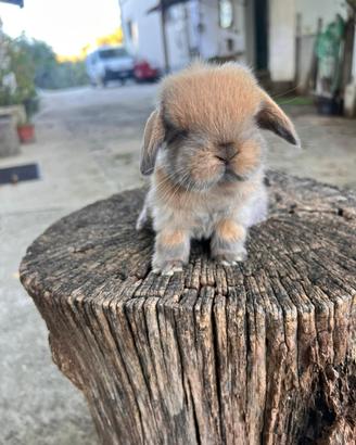 Coniglio mini lop