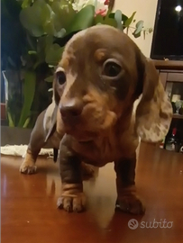 Maschietti e Femminucce bassotti con Pedigree Enci