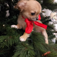 Chihuahua con pedigree