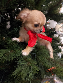 Chihuahua con pedigree