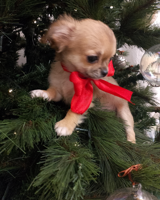 Chihuahua con pedigree