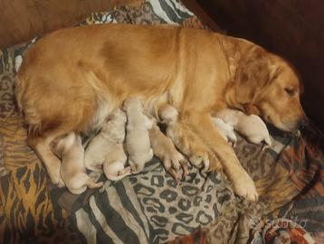 Cuccioli Golden Retriever